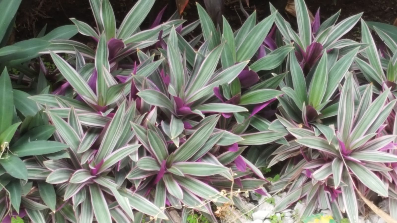 Tradescantia spathacea (1)