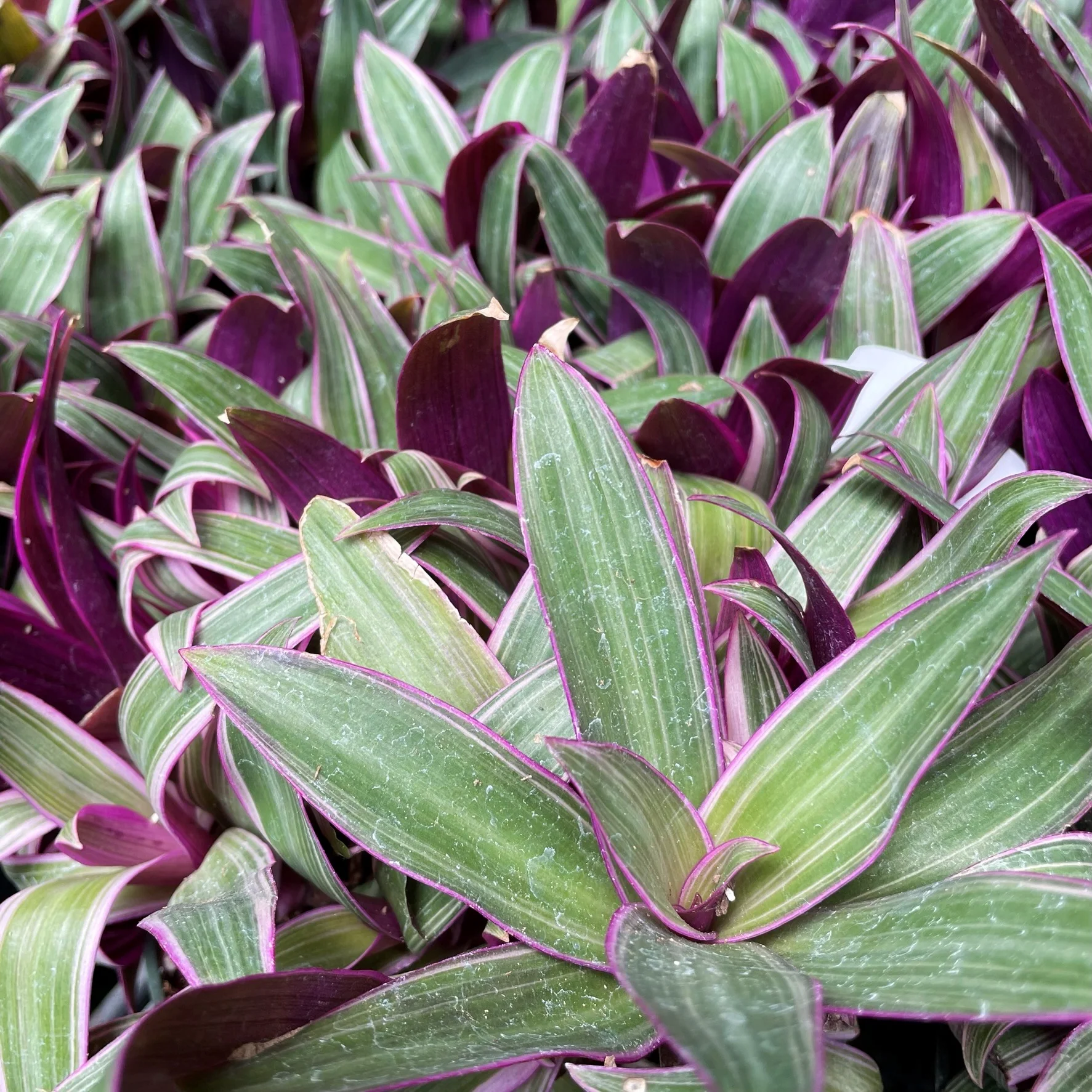 Tradescantia spathacea (3)