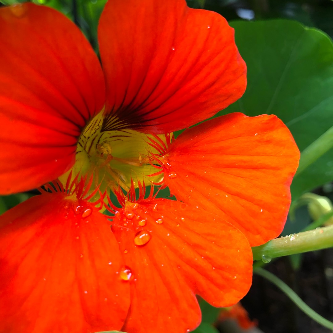 Tropaeolum majus (1)