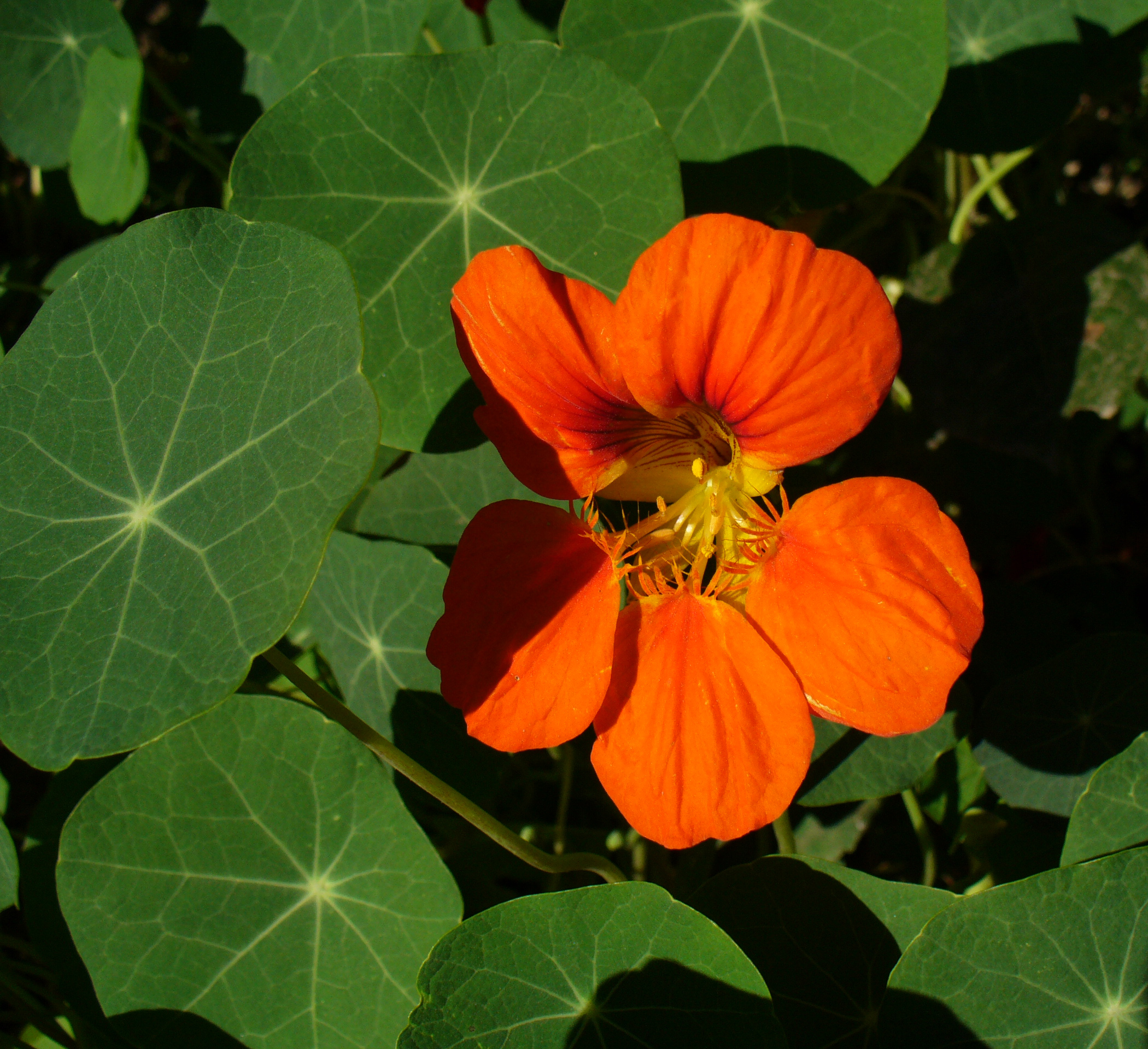 Tropaeolum majus (3)