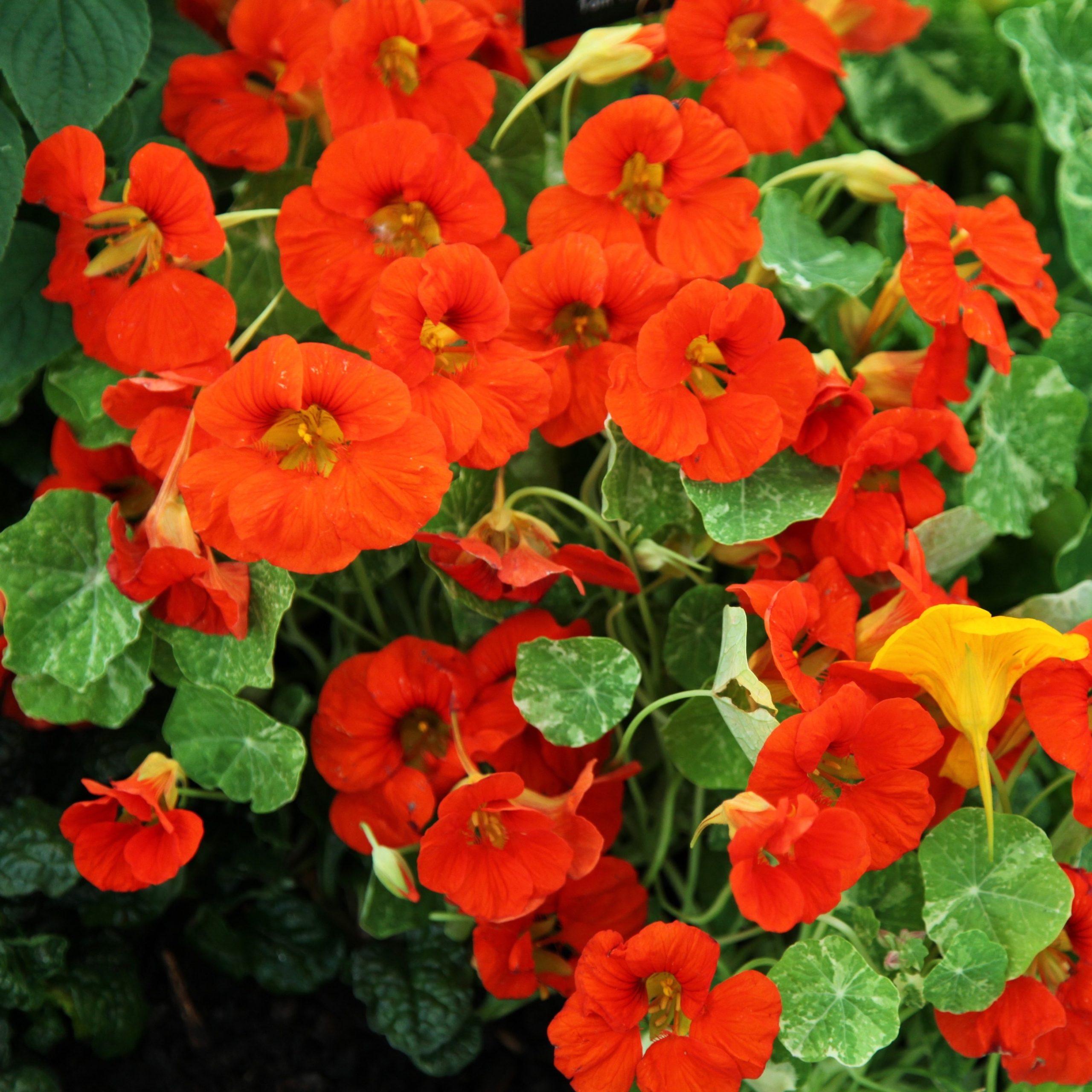 Tropaeolum majus (5)