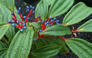 بداغ همیشه سبز