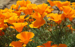 شقایق کالیفرنیا