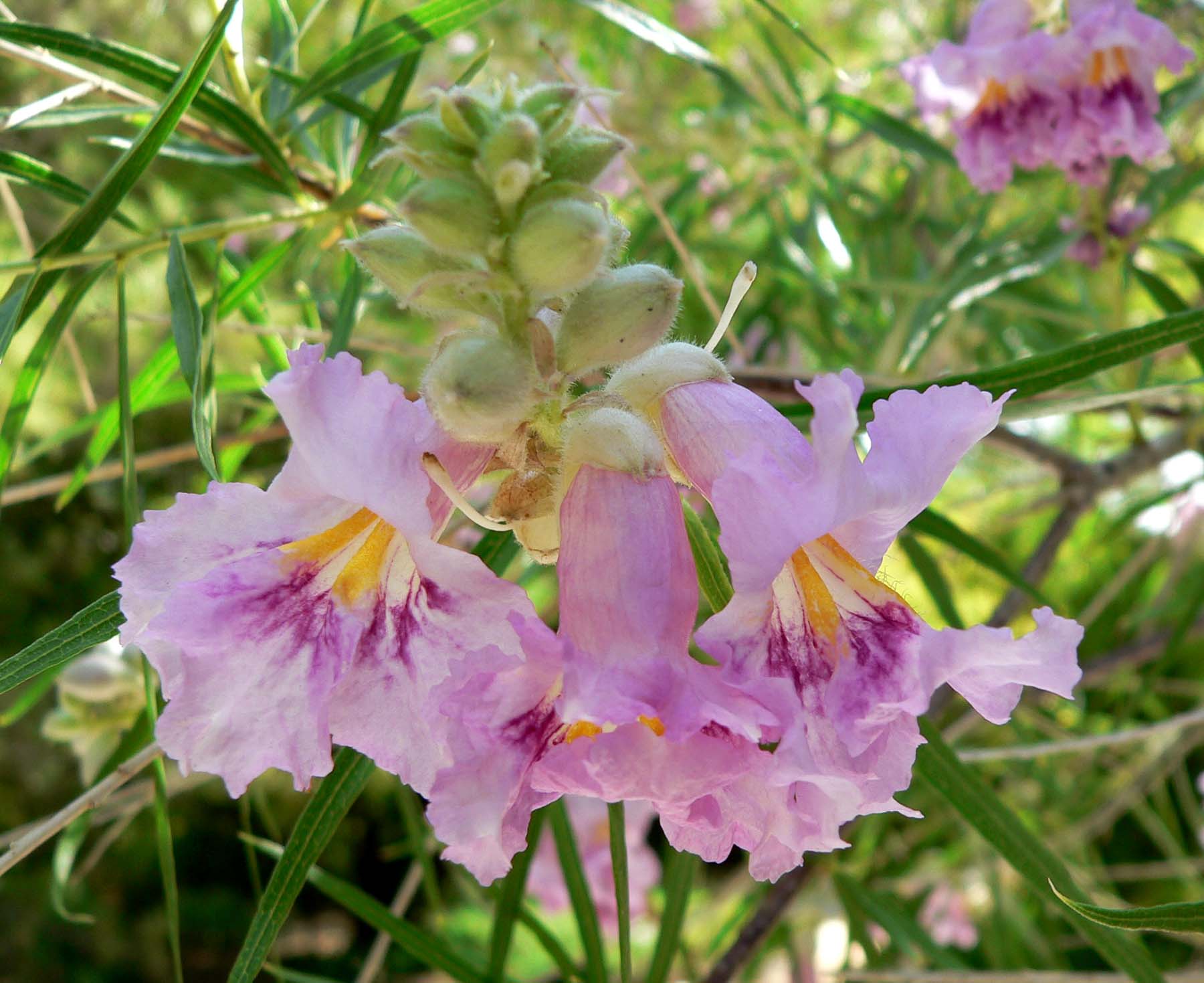 Chilopsis Linearis (4) چیلوپسیس
