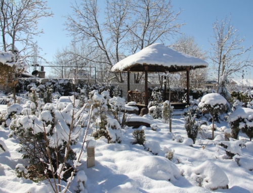 هفت ایده برای محوطه سازی زمستانی برای افزودن رنگ به باغ شما