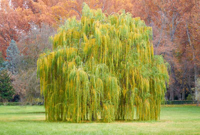 Salix babylonica بید مجنون