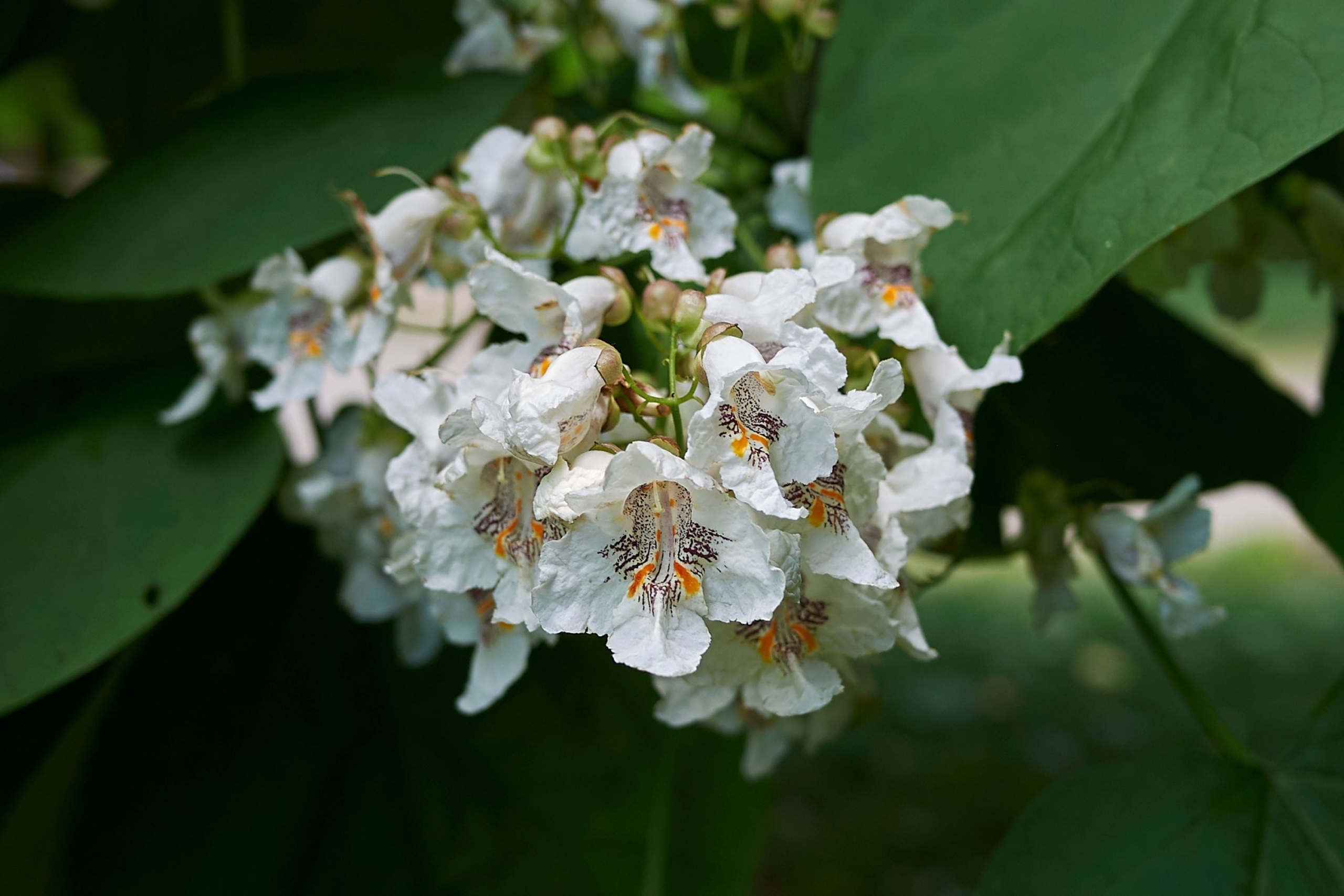 جوالدوزک جوالدوزک