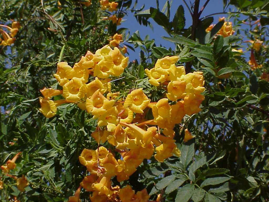 tecoma stans (2) تکوما