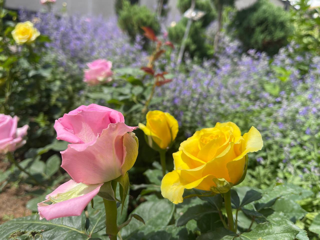 Taleghan Landscaping (26)