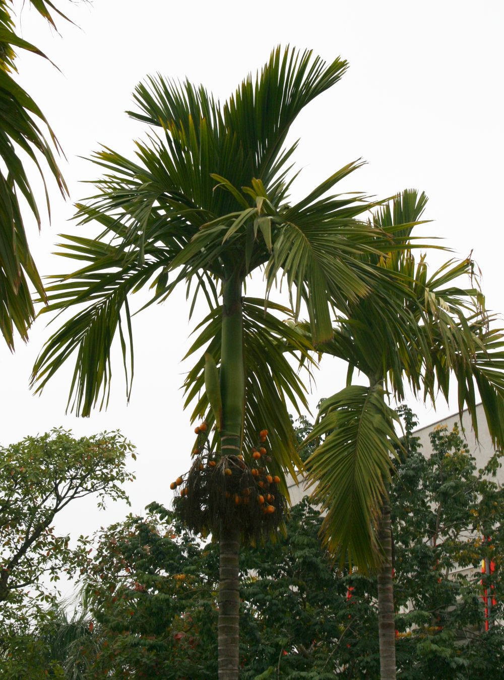 Areca hutchinsoniana02