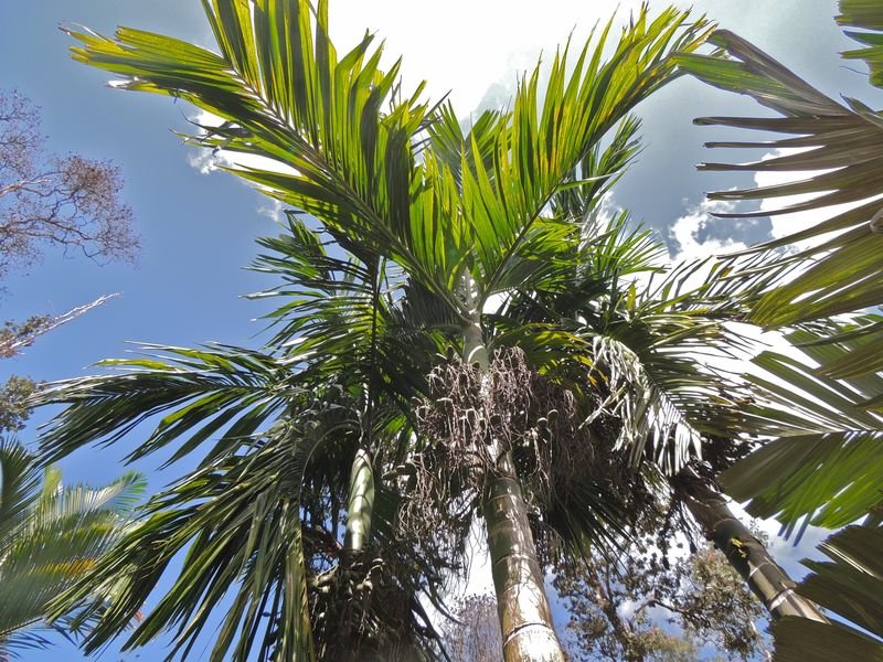 Areca hutchinsoniana04