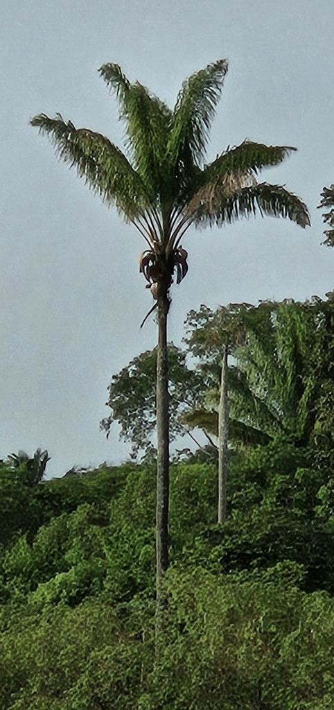 Attalea maripa03