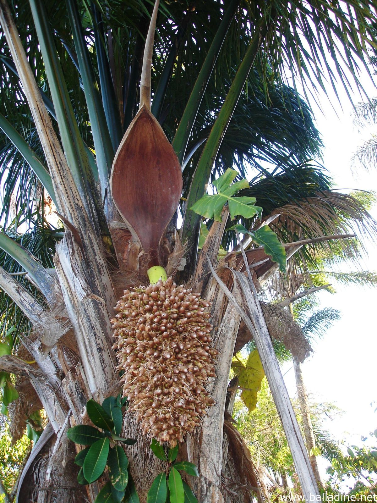 نخل آتاله آ نخل آتاله آ