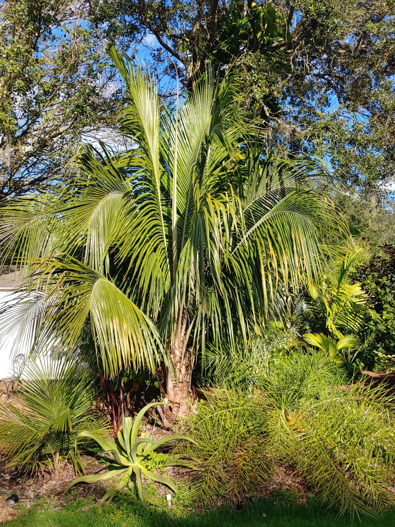 Beccariophoenix alfredii 02