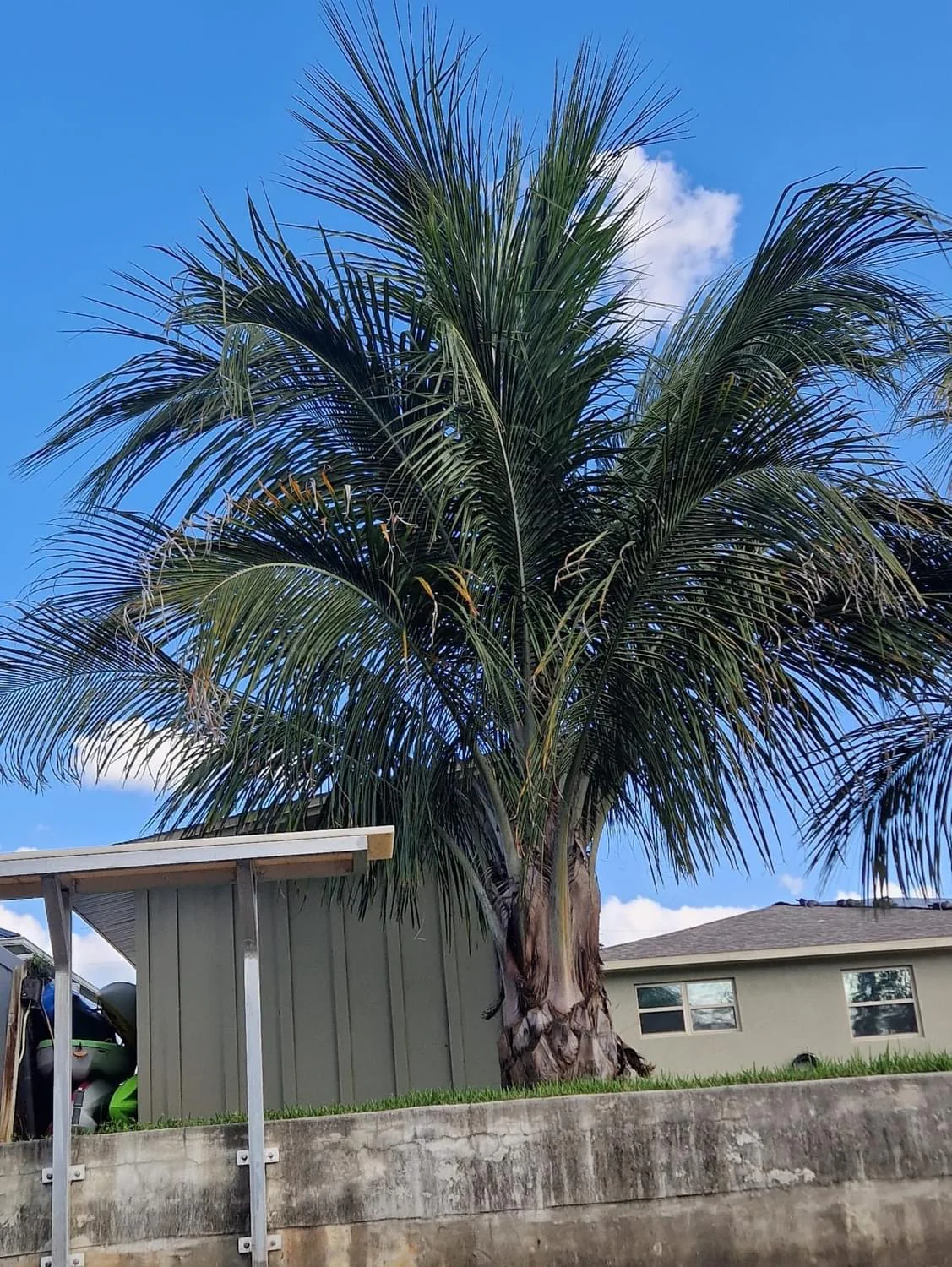 Beccariophoenix alfredii 03