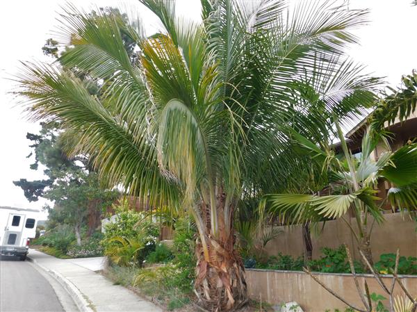 Beccariophoenix alfredii 05