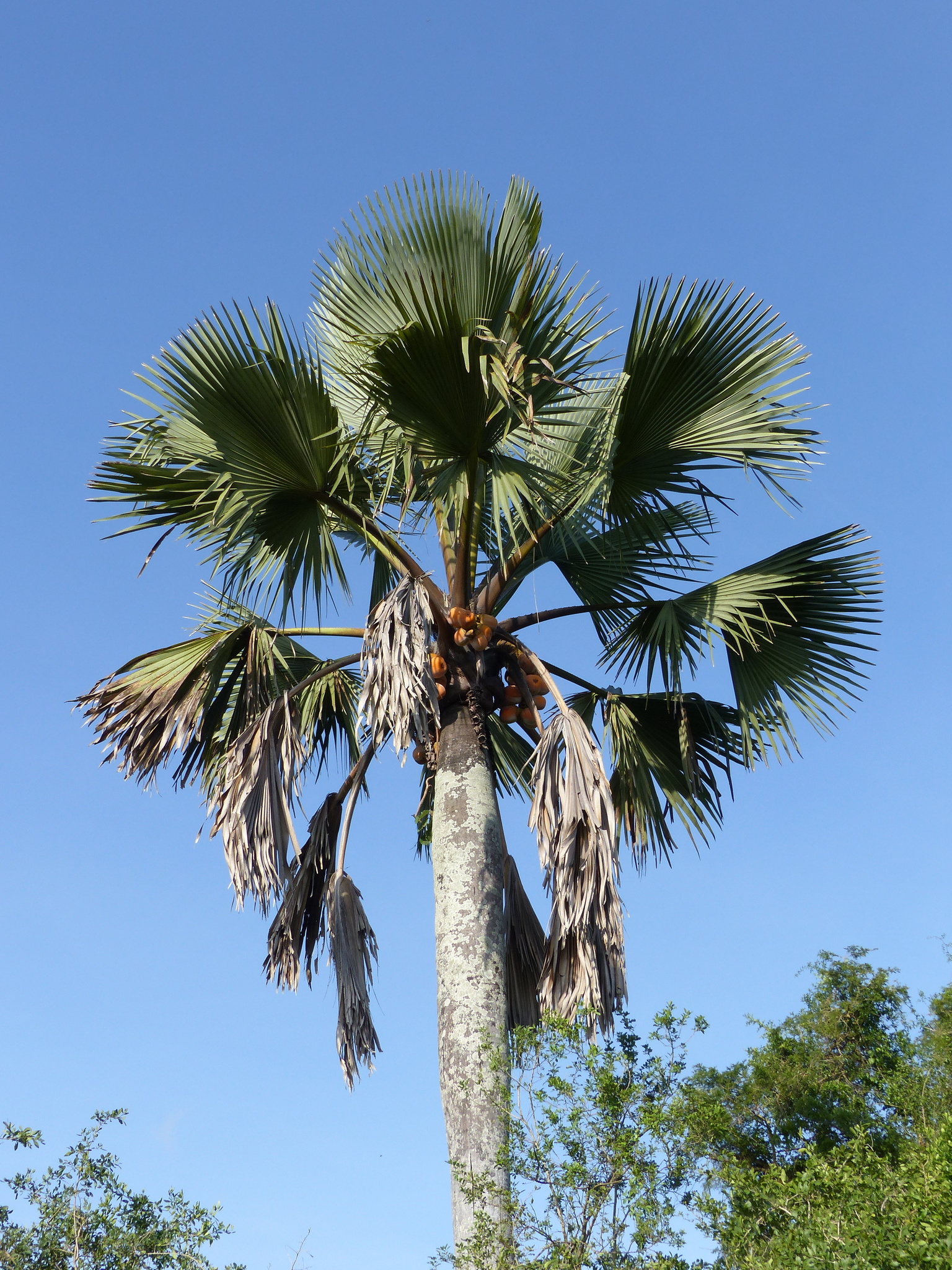 Borassus aethiopum (1)