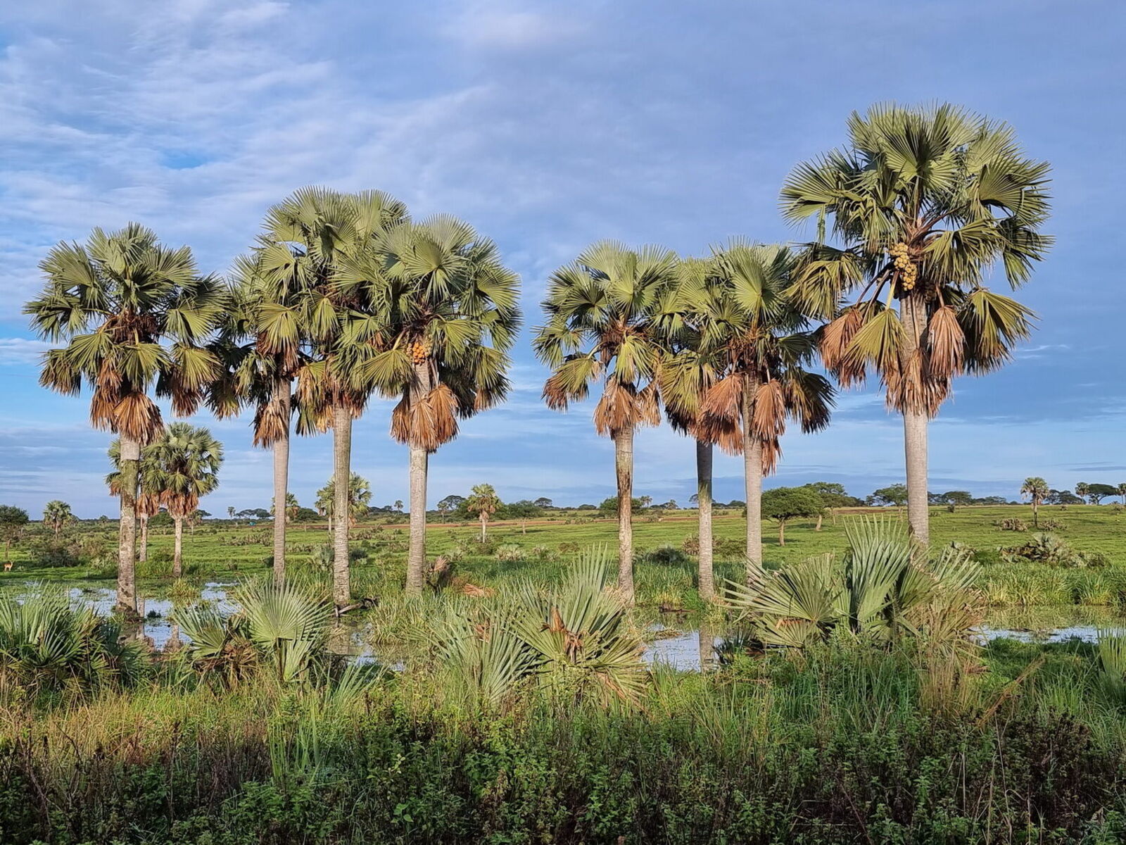 Borassus aethiopum (1)