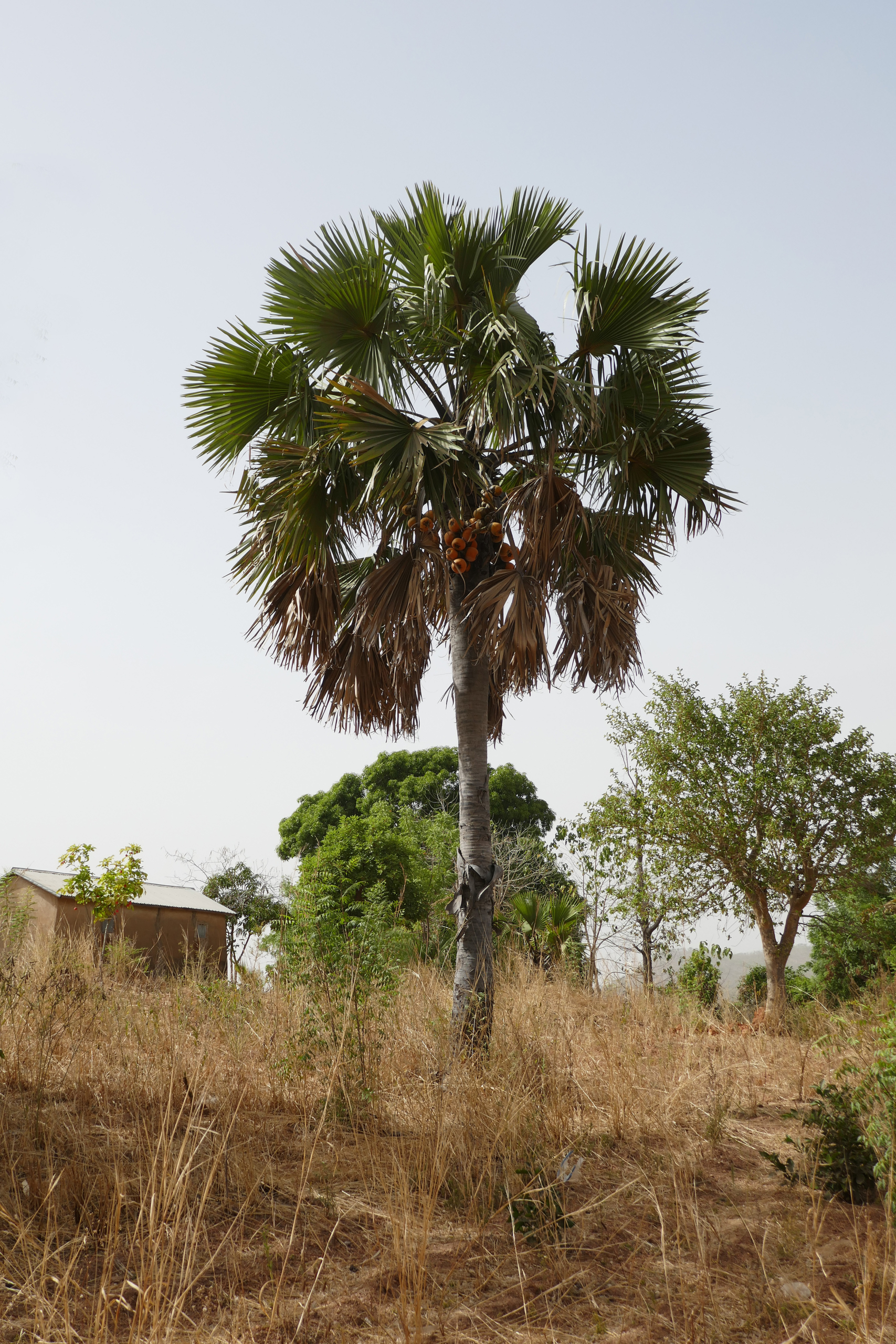 Borassus aethiopum (3)