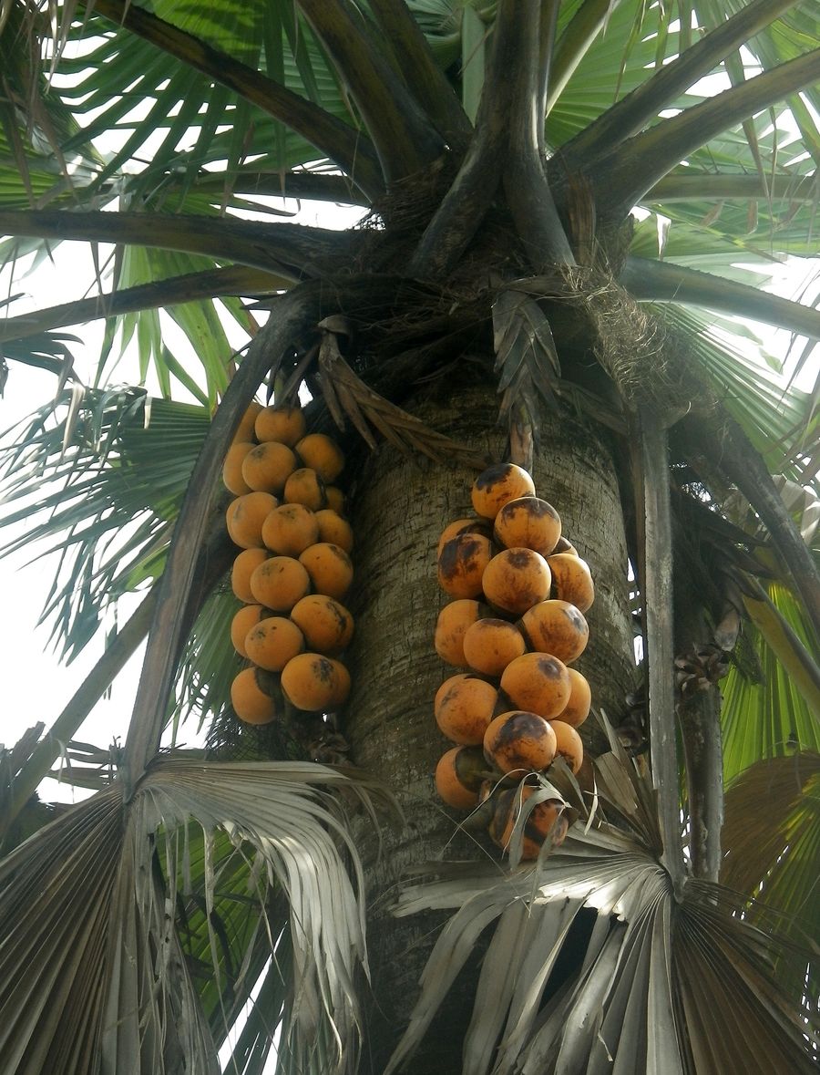 Borassus aethiopum (4)