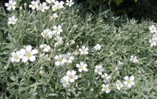 برف تابستانی