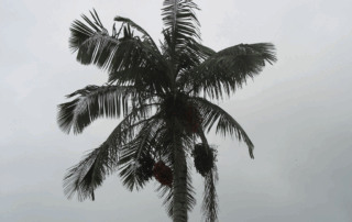 نخل ونتریکوزوم