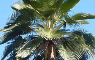 نخل بیلیانا