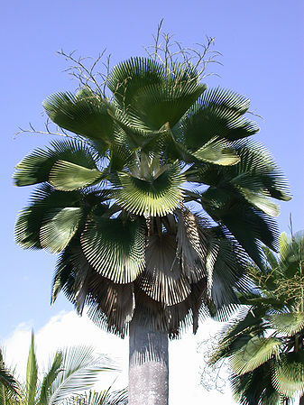 Copernicia baileyana (1)