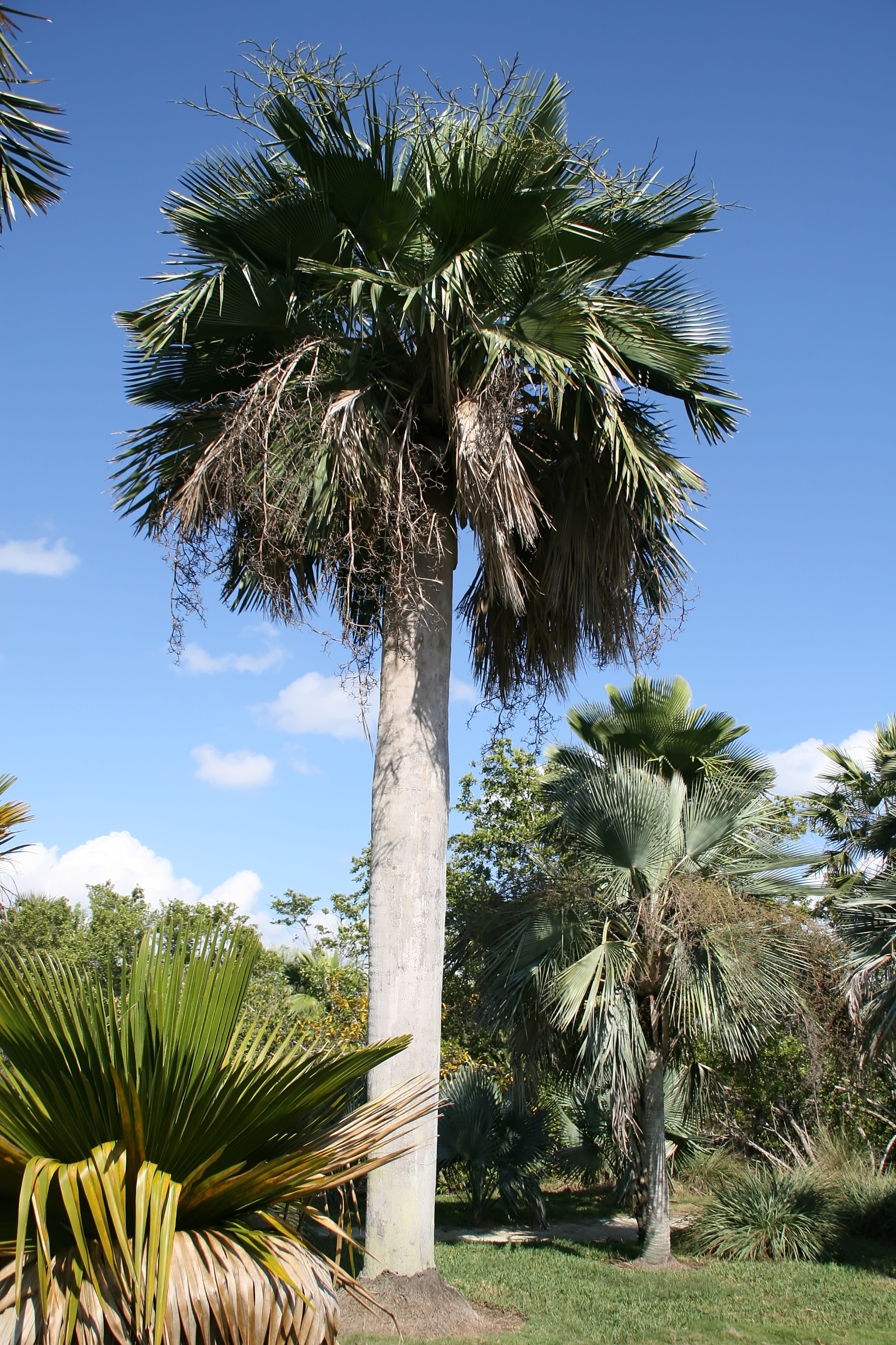 Copernicia baileyana (2)