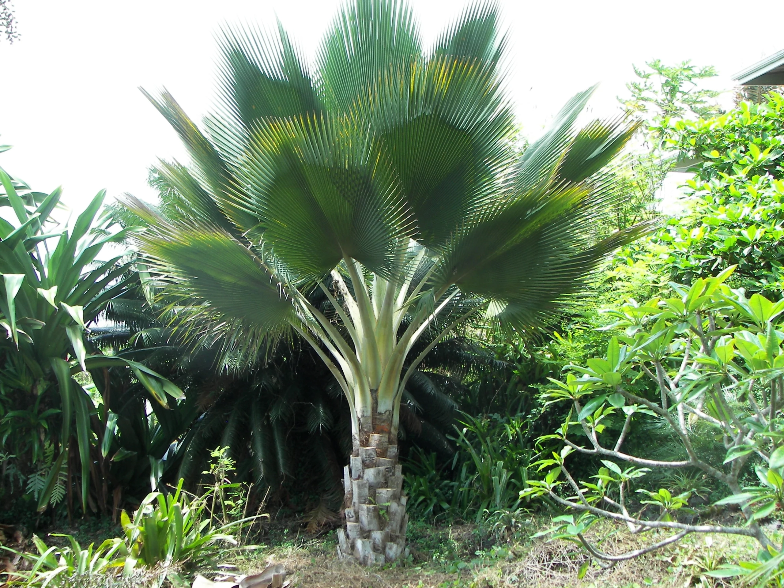 Copernicia baileyana (2)