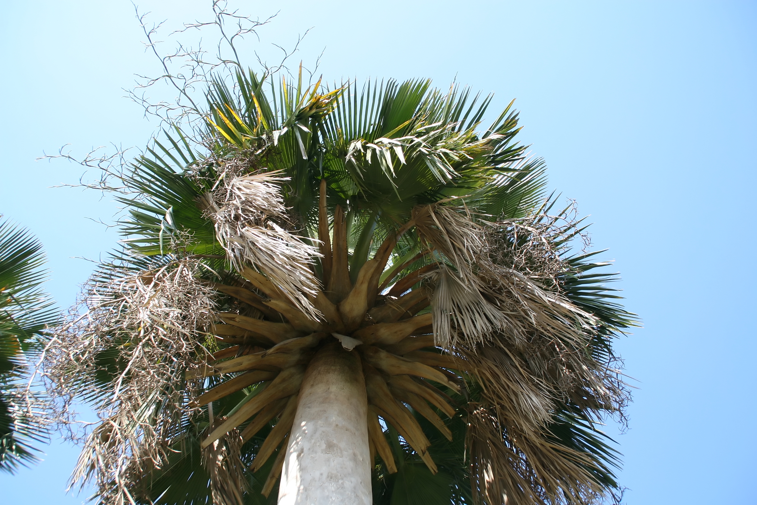 Copernicia baileyana (3)