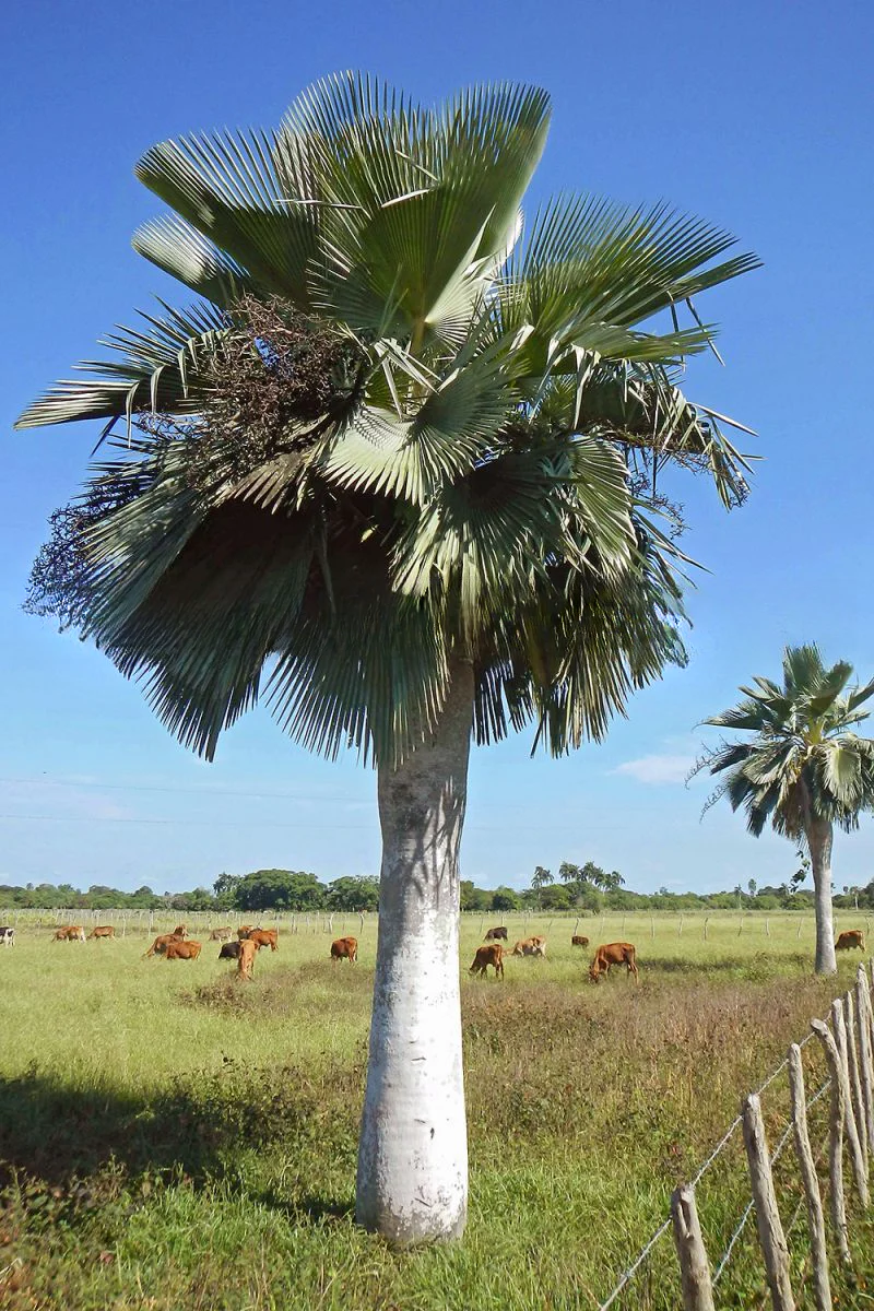 Copernicia baileyana (3)