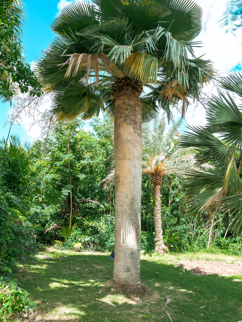 Copernicia baileyana (4)