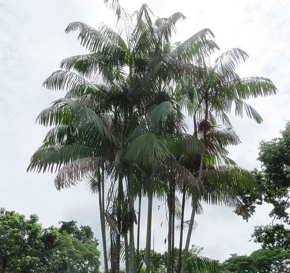 Acai Palm, planted in Summit Park. Amazonian mainly