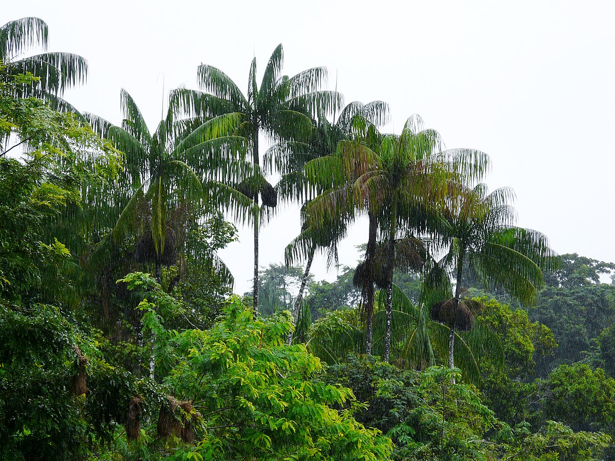 Euterpe oleracea (3)