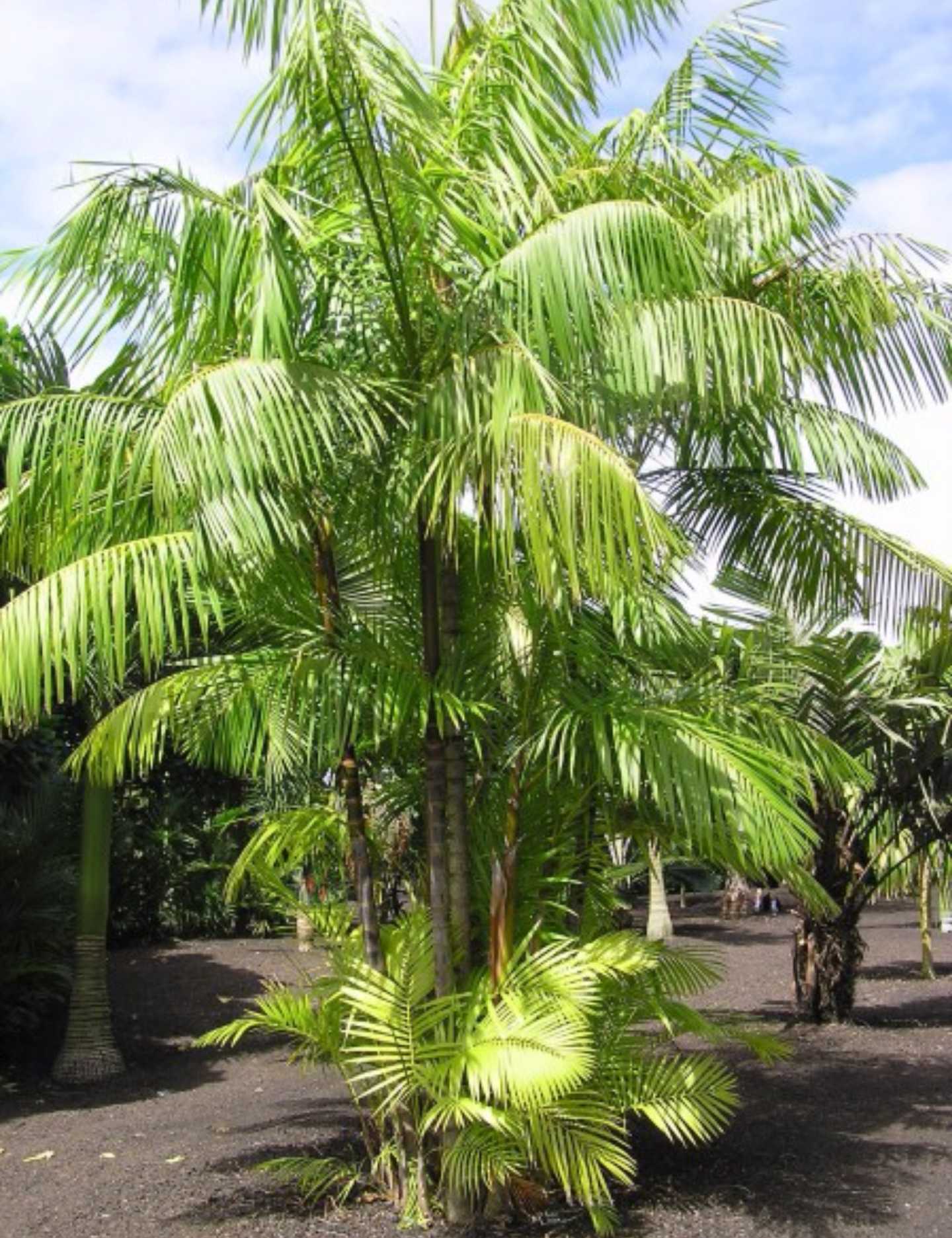 Euterpe oleracea (5)