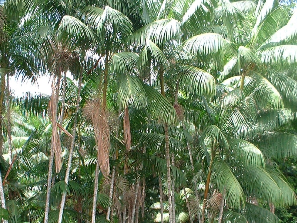 Açai na beira do rio no Pará
