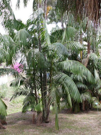 Euterpe oleracea (8)