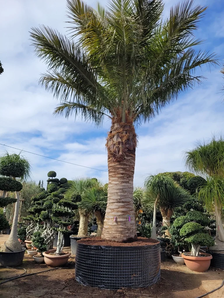 Jubaea chilensis (1)