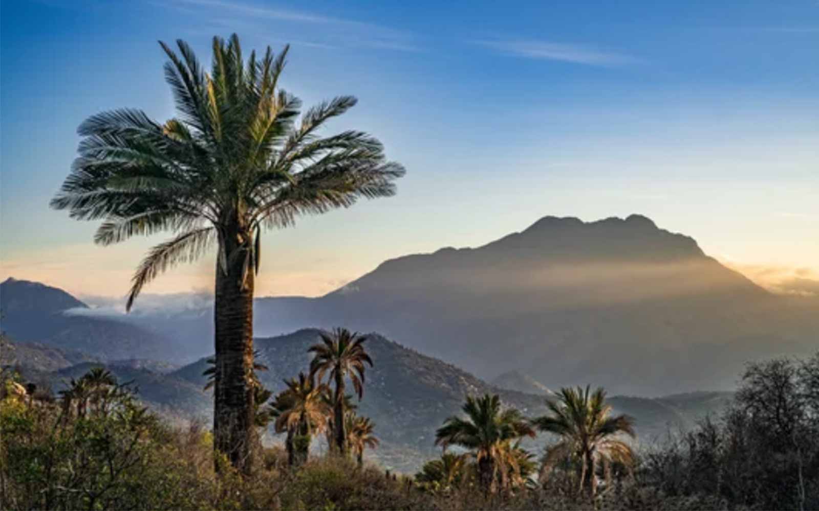 Jubaea chilensis (5)