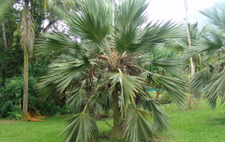 نخل لاتانیا