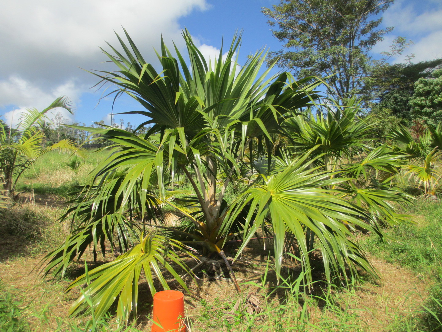 نخل لاتانیا نخل لاتانیا