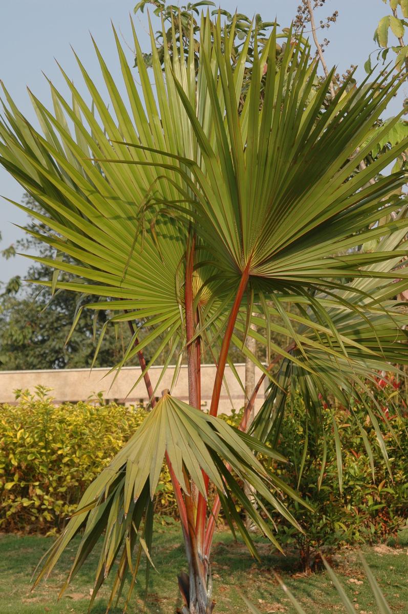 نخل لاتانیا نخل لاتانیا