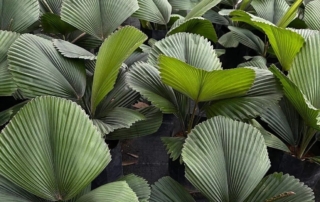 نخل بادبزنی