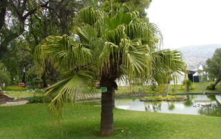 نخل بادبزنی چینی