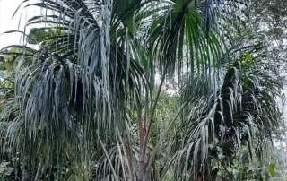 نخل موریتیا