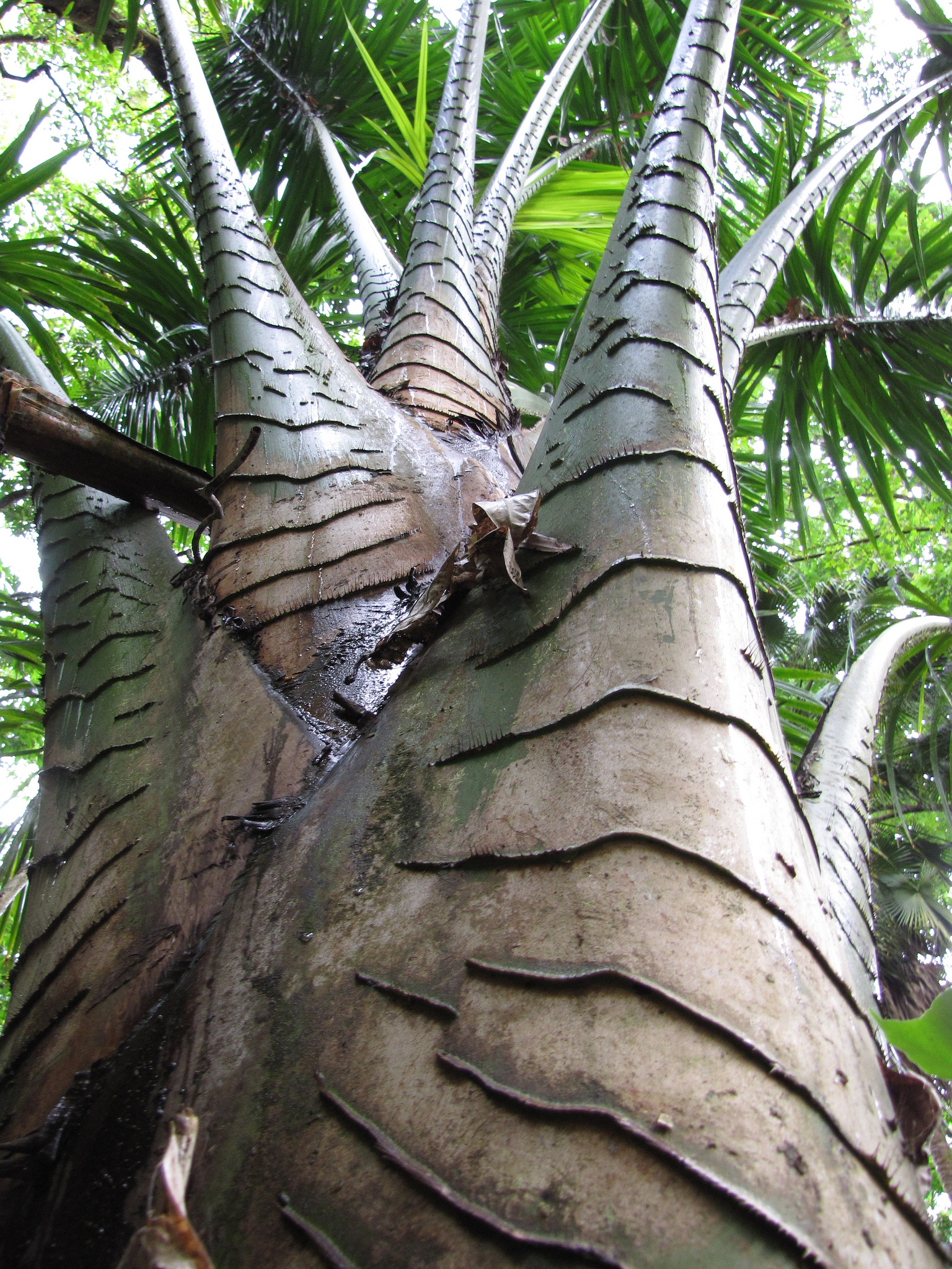 Metroxylon amicarum (1)