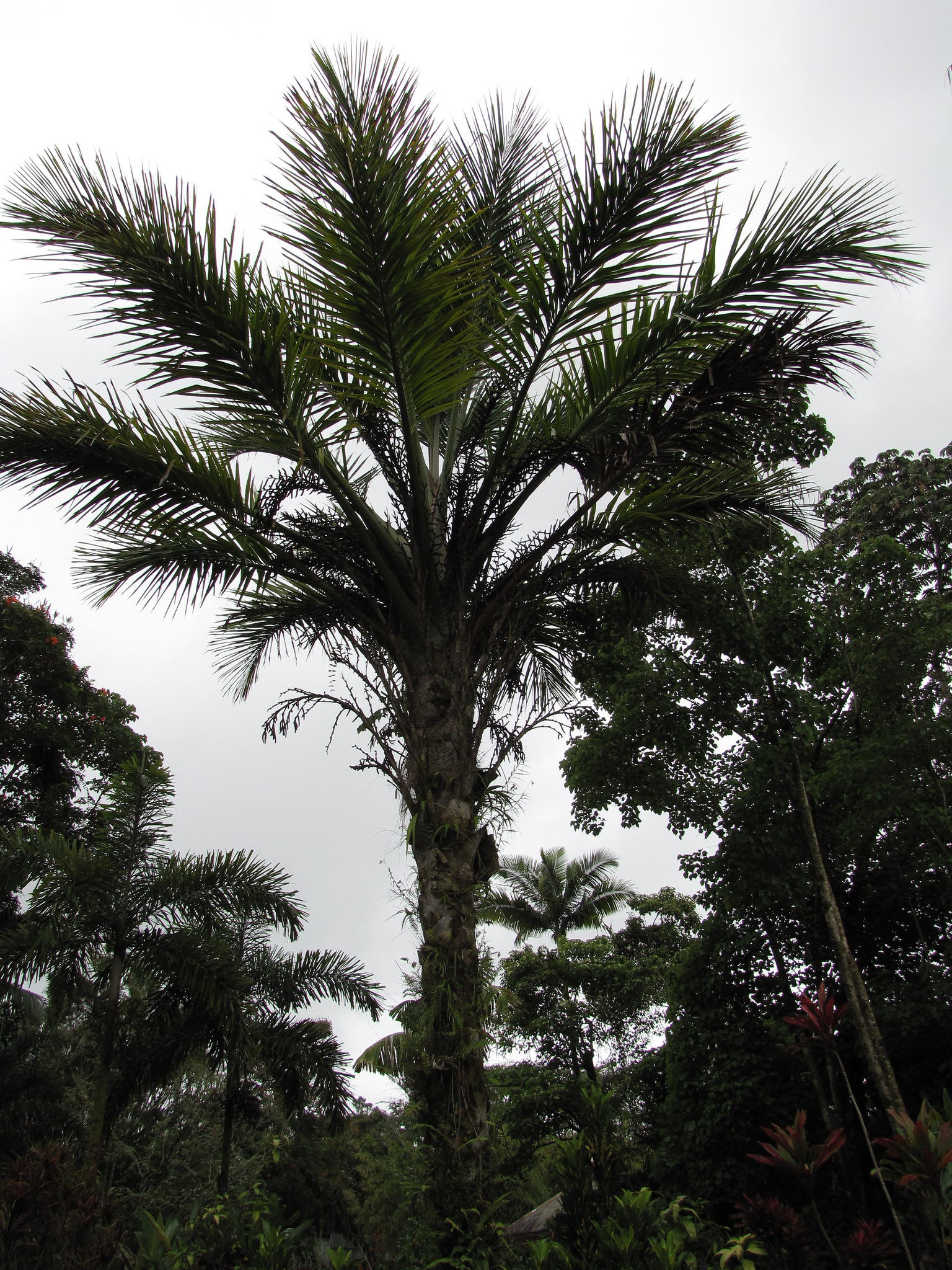 نخل بوریتی نخل بوریتی