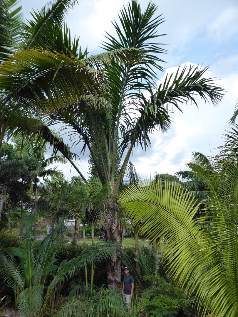 Metroxylon amicarum (4)