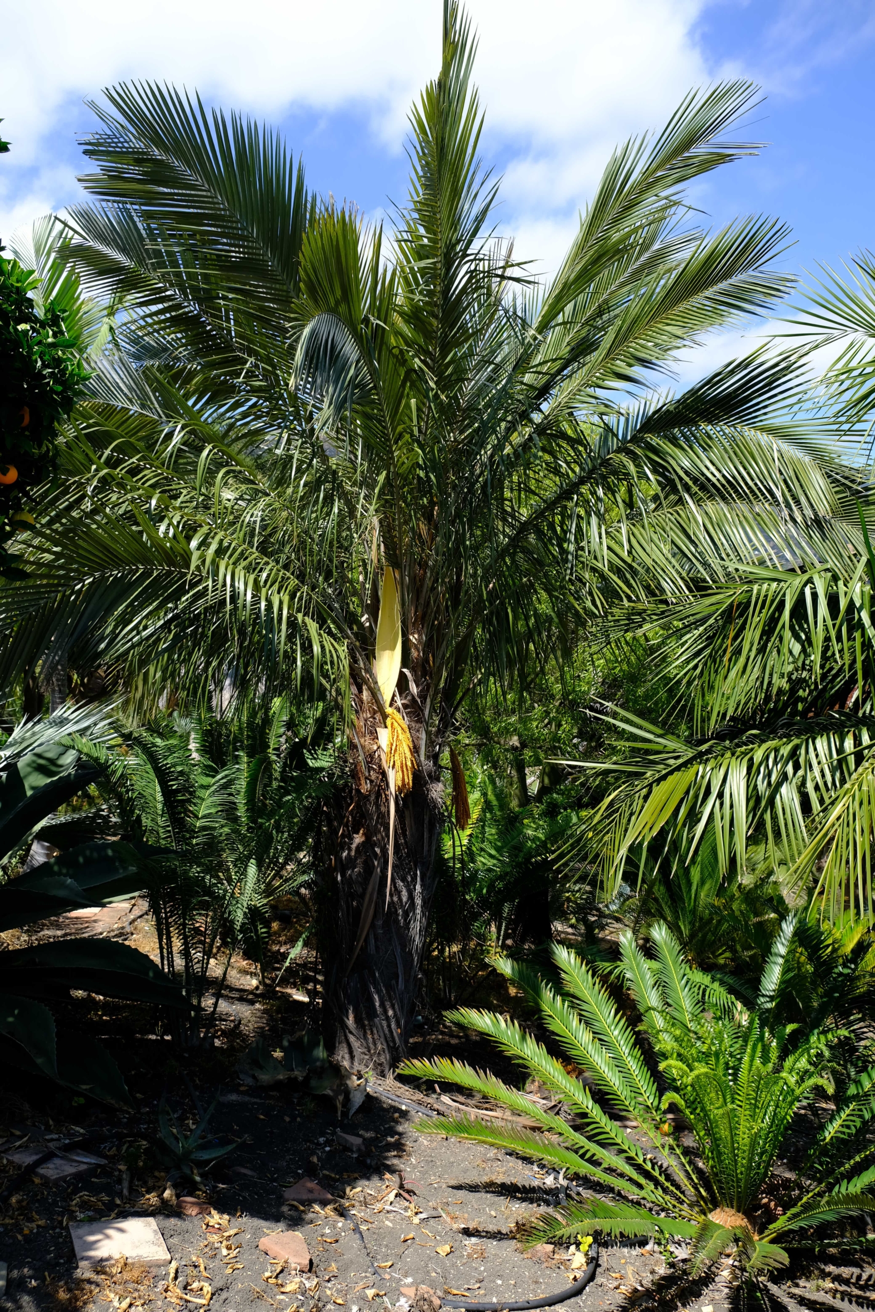 Parajubaea torallyi (1)